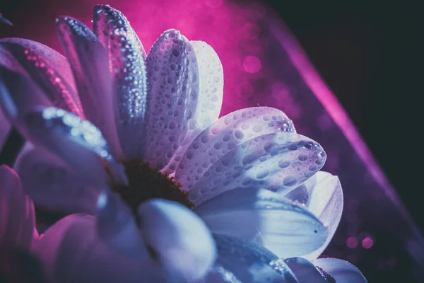 Frische Und Schöne Weiße Chrysanthemen Blau Und Rosa — Stockfoto