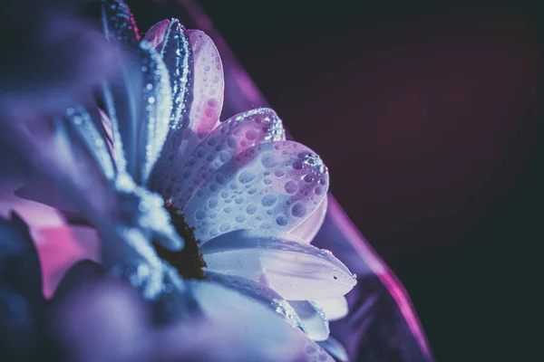 Frische Und Schöne Weiße Chrysanthemen Blau Und Rosa — Stockfoto
