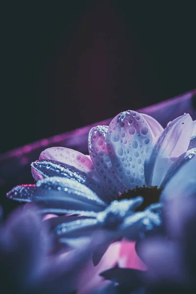 Frische Und Schöne Weiße Chrysanthemen Blau Und Rosa — Stockfoto