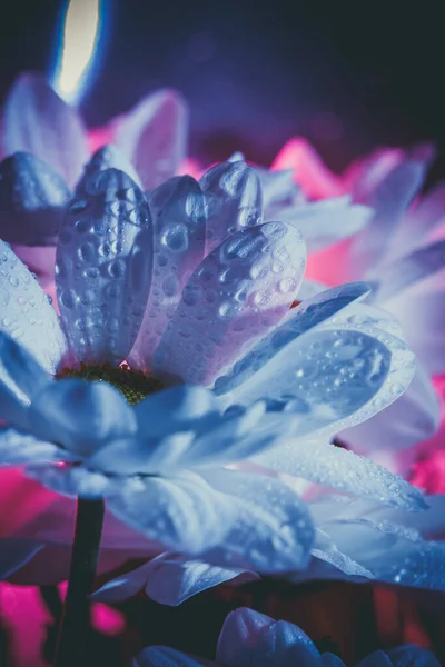 Schönes Weißes Gänseblümchen Rosa Und Blau — Stockfoto