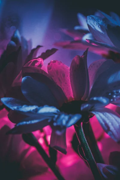 Vakker Hvit Tusenfryd Rosa Blått – stockfoto