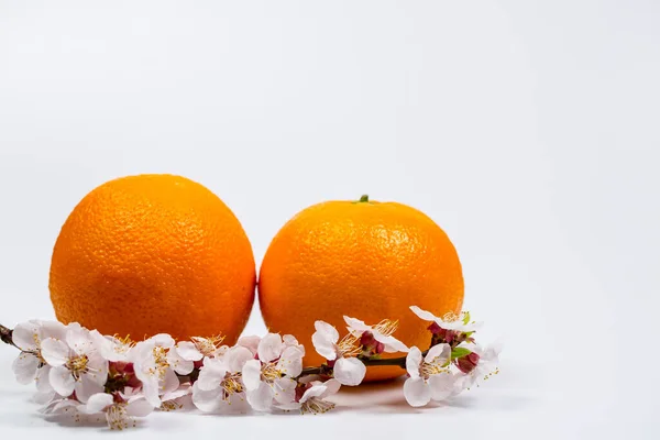 Apelsiner Med Grenar Med Blommor Tidigt Våren Vit Bakgrund — Stockfoto