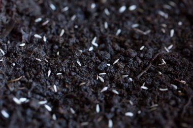 Farklı sebzelerin tohumları ilkbaharda ekmek için yerde yatar.