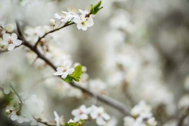 Ağaç baharda beyaz çiçeklerle güzel çiçek açar.