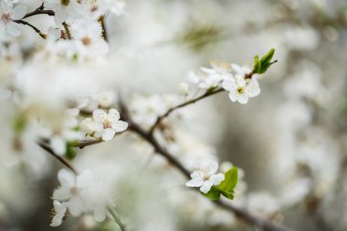 Ağaç baharda beyaz çiçeklerle güzel çiçek açar.