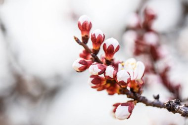 Ağaç baharda beyaz çiçeklerle güzel çiçek açar.