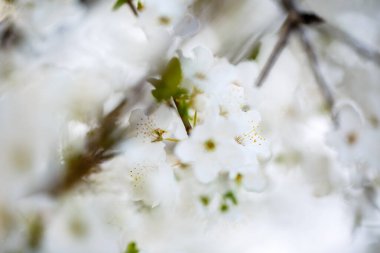 Ağaç baharda beyaz çiçeklerle güzel çiçek açar.