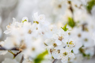 Ağaç baharda beyaz çiçeklerle güzel çiçek açar.