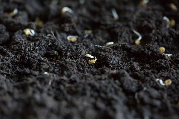 Les Graines Différents Légumes Trouvent Sur Sol Pour Plantation Printemps — Photo