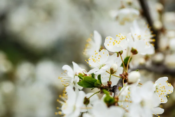 Árbol Florece Maravillosamente Con Flores Blancas Primavera — Foto de Stock