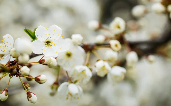 Der Baum Blüht Wunderschön Mit Weißen Blüten Frühling — Stockfoto