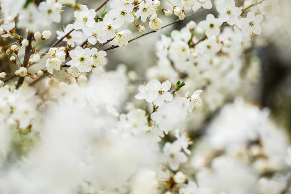 Der Baum Blüht Wunderschön Mit Weißen Blüten Frühling — Stockfoto