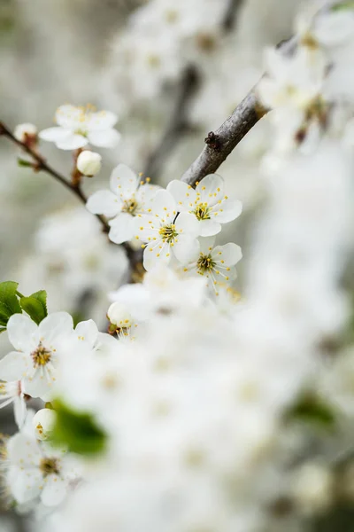 Albero Fiorisce Magnificamente Con Fiori Bianchi Primavera — Foto Stock