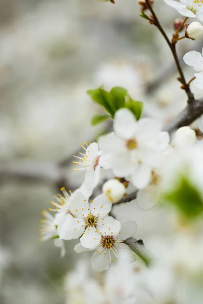 Der Baum Blüht Wunderschön Mit Weißen Blüten Frühling — Stockfoto