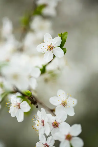 Der Baum Blüht Wunderschön Mit Weißen Blüten Frühling — Stockfoto