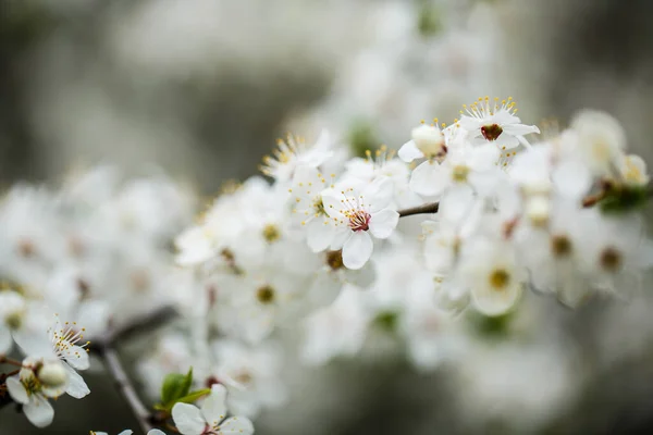 Der Baum Blüht Wunderschön Mit Weißen Blüten Frühling — Stockfoto