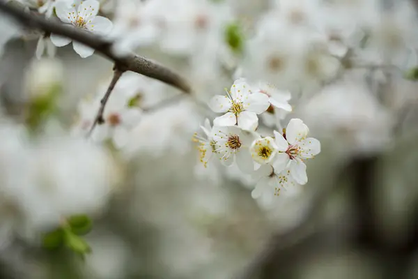 Albero Fiorisce Magnificamente Con Fiori Bianchi Primavera — Foto Stock