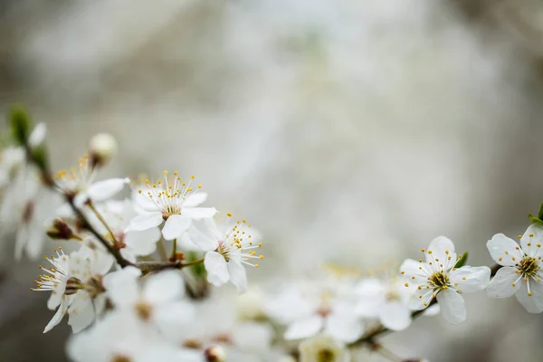 Árbol Florece Maravillosamente Con Flores Blancas Primavera — Foto de Stock