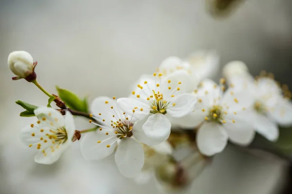 Albero Fiorisce Magnificamente Con Fiori Bianchi Primavera — Foto Stock