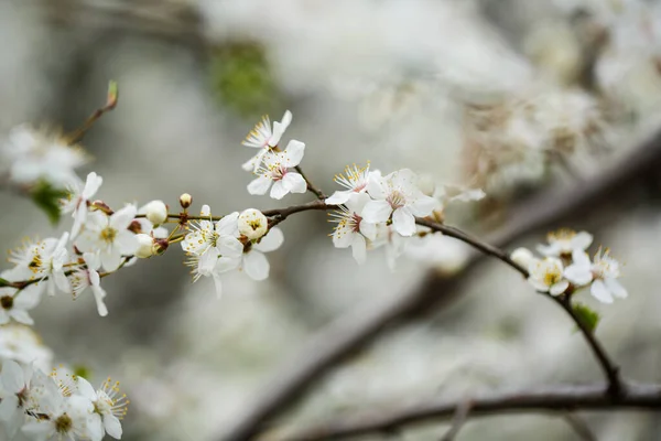 Albero Fiorisce Magnificamente Con Fiori Bianchi Primavera — Foto Stock