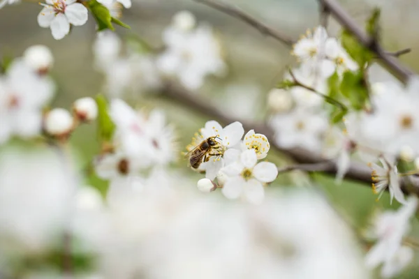 Der Baum Blüht Wunderschön Mit Weißen Blüten Frühling — Stockfoto