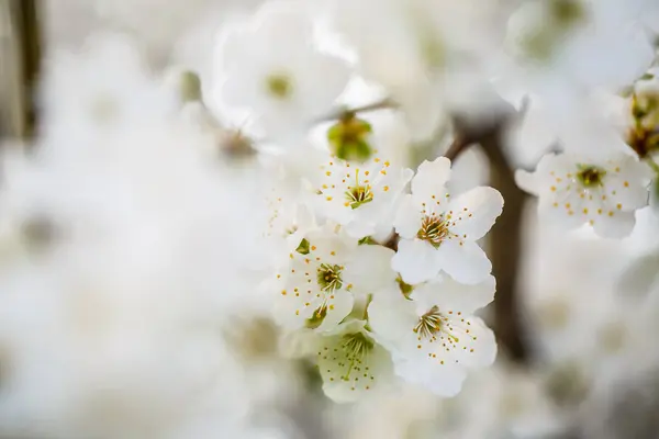 Árbol Florece Maravillosamente Con Flores Blancas Primavera — Foto de Stock