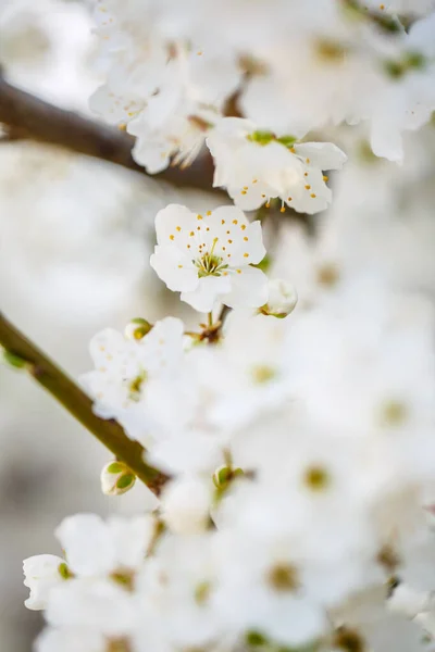 Der Baum Blüht Wunderschön Mit Weißen Blüten Frühling — Stockfoto