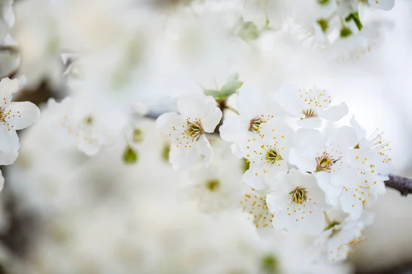 Der Baum Blüht Wunderschön Mit Weißen Blüten Frühling — Stockfoto