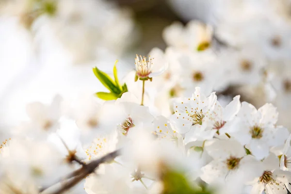 Der Baum Blüht Wunderschön Mit Weißen Blüten Frühling — Stockfoto