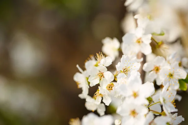 Der Baum Blüht Wunderschön Mit Weißen Blüten Frühling — Stockfoto