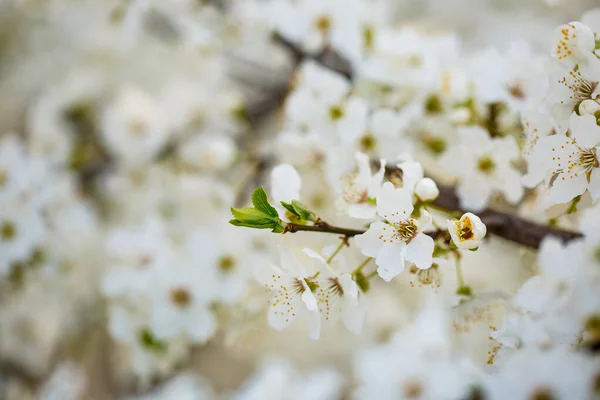 Árbol Florece Maravillosamente Con Flores Blancas Primavera — Foto de Stock