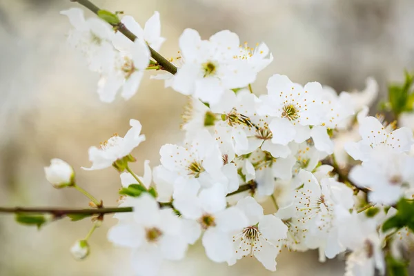 Der Baum Blüht Wunderschön Mit Weißen Blüten Frühling — Stockfoto