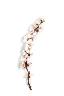 Beyaz bir arka planda bahar çiçekleri olan ince dal.