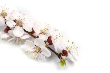 Beyaz bir arka planda bahar çiçekleri olan ince dal.