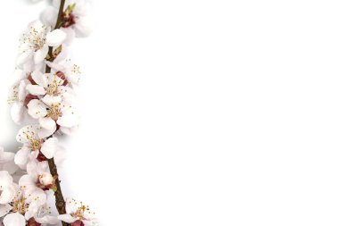 Beyaz bir arka planda bahar çiçekleri olan ince dal.