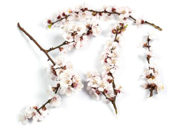 Beyaz bir arka planda bahar çiçekleri olan ince dal.