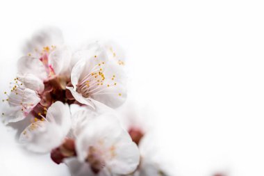 Beyaz bir arka planda bahar çiçekleri olan ince dal.