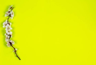 Baharın beyaz çiçekleriyle yeşil arka planda yumuşak bir dal.