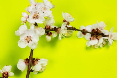 Baharın beyaz çiçekleriyle yeşil arka planda yumuşak bir dal.