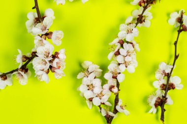 Baharın beyaz çiçekleriyle yeşil arka planda yumuşak bir dal.