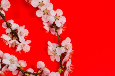 Kırmızı zemin üzerinde beyaz bahar çiçekleri olan ince dal