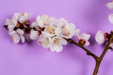 Mor arka planda beyaz bahar çiçekleri olan ince dal.