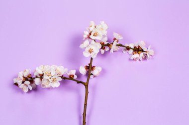 Mor arka planda beyaz bahar çiçekleri olan ince dal.