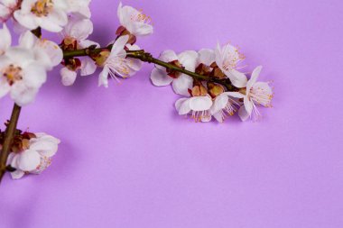 Mor arka planda beyaz bahar çiçekleri olan ince dal.