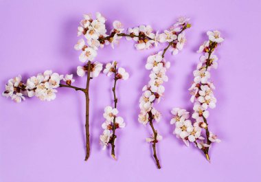 Mor arka planda beyaz bahar çiçekleri olan ince dal.