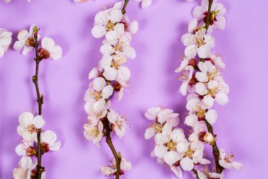 Mor arka planda beyaz bahar çiçekleri olan ince dal.