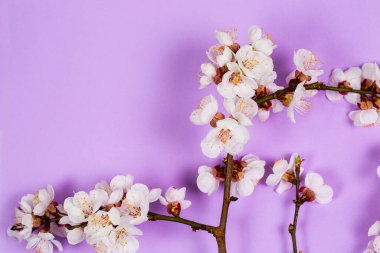 Mor arka planda beyaz bahar çiçekleri olan ince dal.