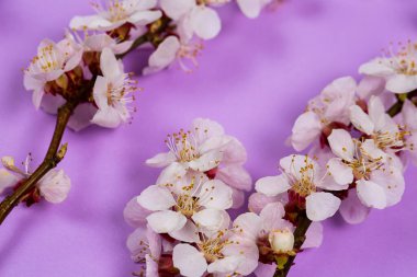 Mor arka planda beyaz bahar çiçekleri olan ince dal.