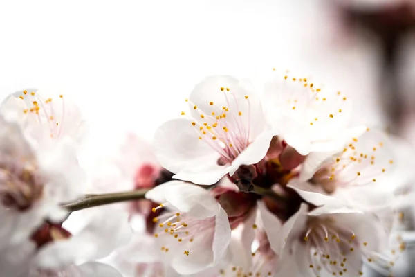 Zarter Zweig Mit Weißen Frühlingsblumen Auf Weißem Hintergrund — Stockfoto