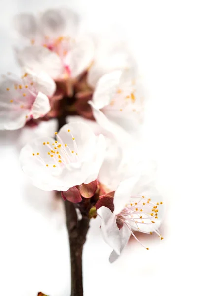 Zarter Zweig Mit Weißen Frühlingsblumen Auf Weißem Hintergrund — Stockfoto